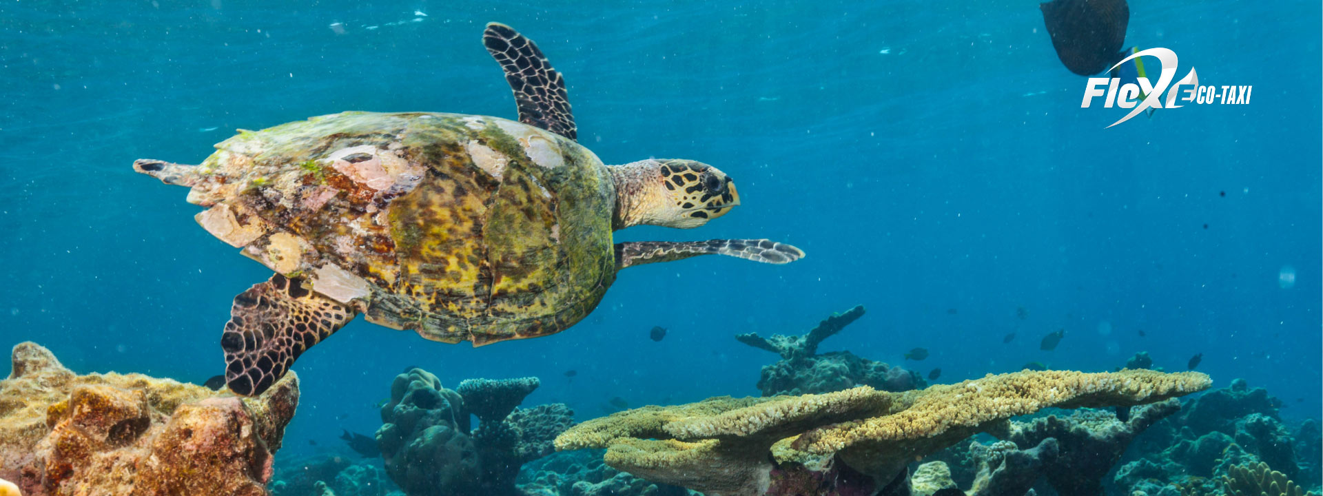 Sea turtle swimming gracefully in the crystal-clear waters of Cozumel, a must-see for divers exploring the island's vibrant marine life. Discover this underwater paradise with Flex Eco Taxi, your eco-friendly transportation partner.