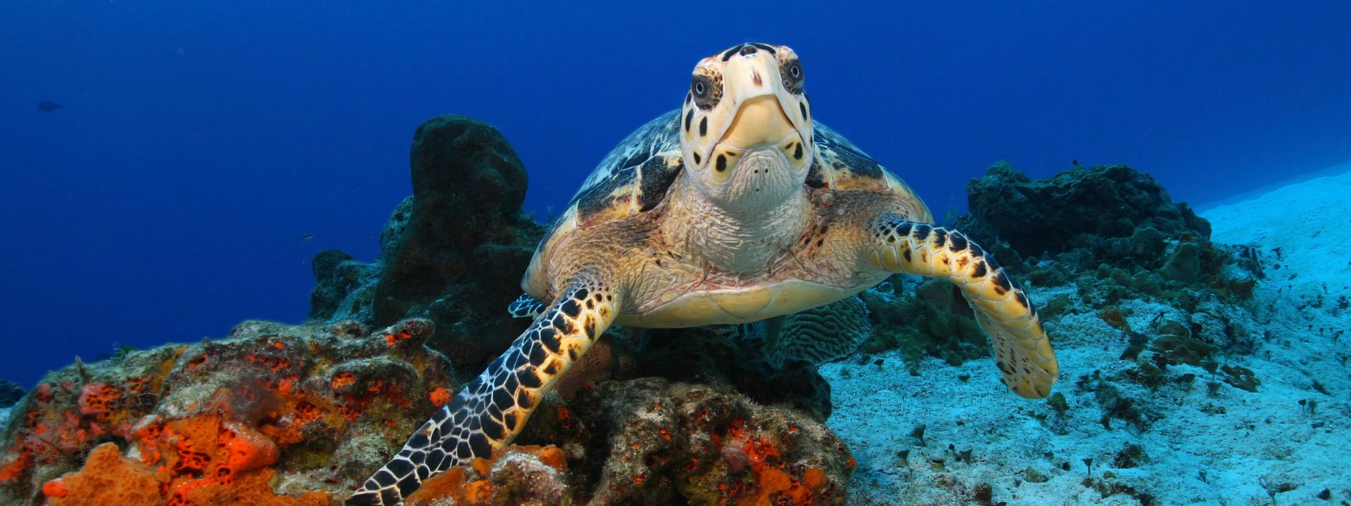 Buceo con una tortuga marina en los vibrantes arrecifes de coral de Cozumel, México. Llega sin preocupaciones con los traslados de Flex Eco Taxi.