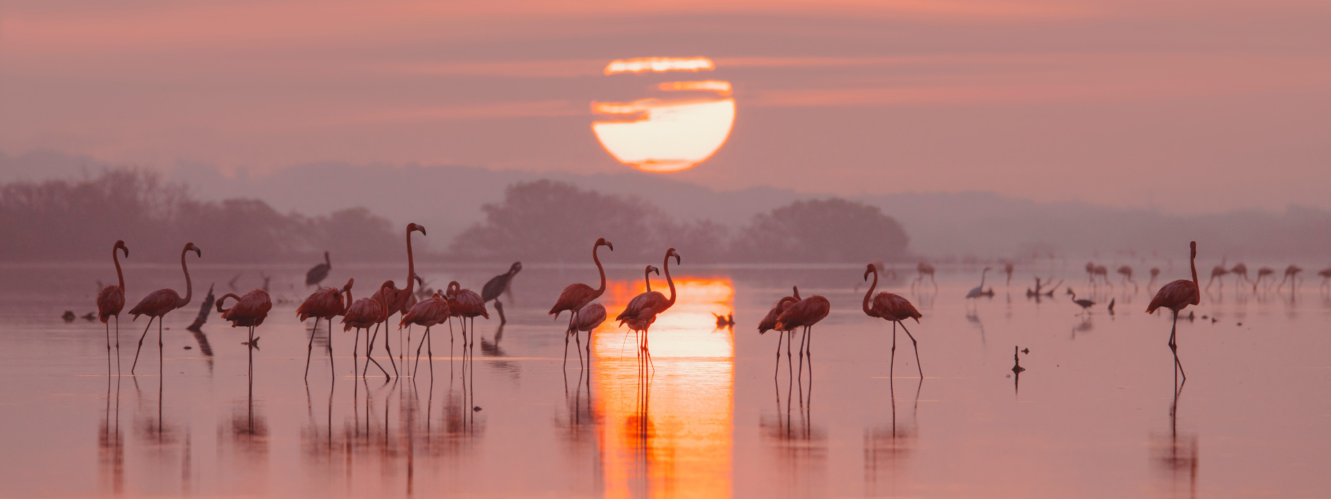 Flamencos rosados caminando por las vibrantes aguas de Las Coloradas, Yucatán, un destino imperdible desde el Aeropuerto de Mérida.