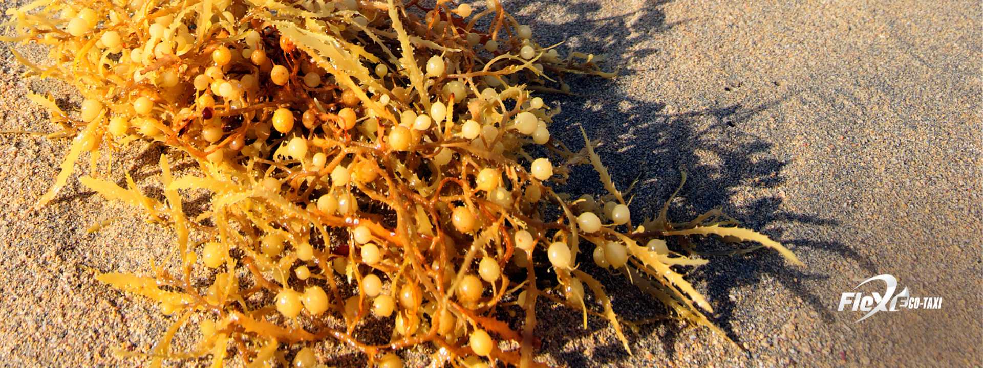Sargassum seaweed washed up on the shore, contrasting with the light-colored sand and the sea in the background.