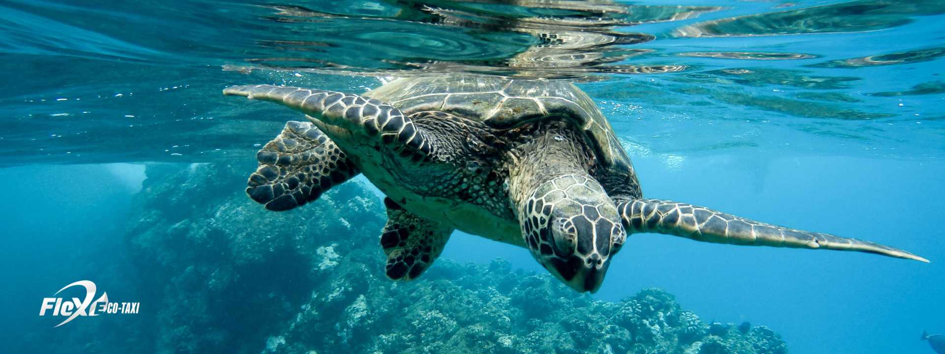 Sea turtle swimming peacefully through clear waters, surrounded by natural light and marine life.