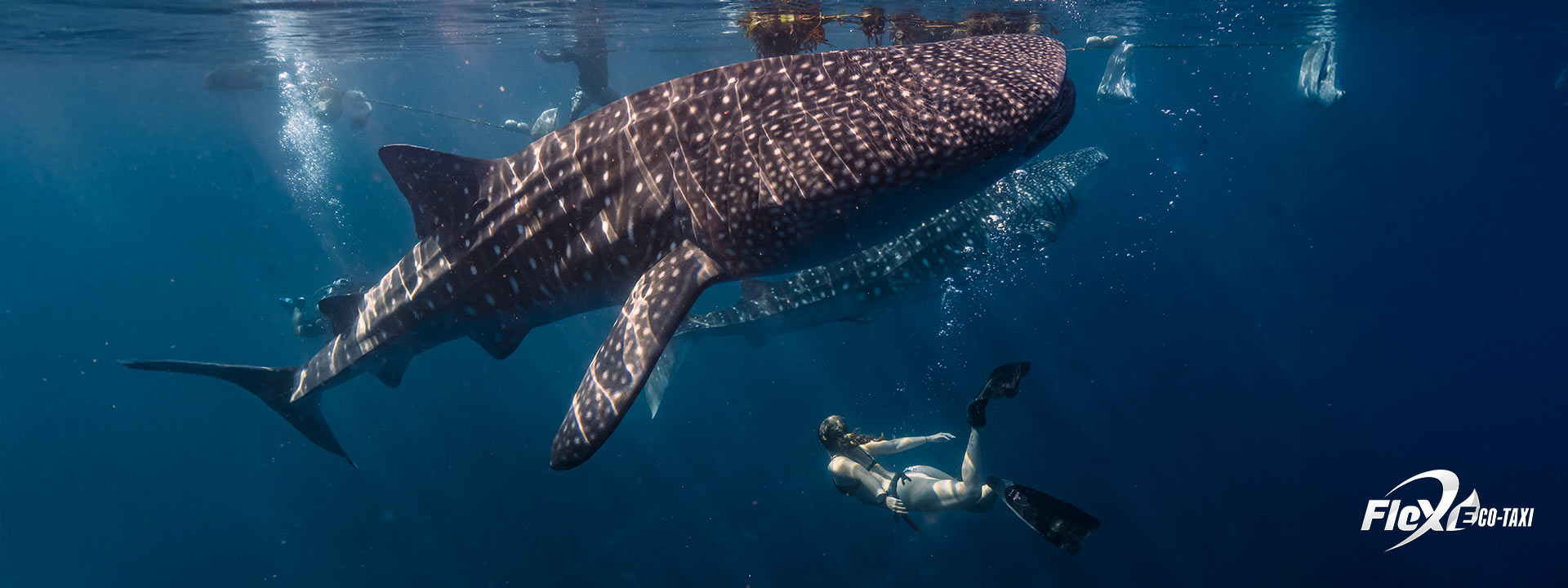 tourist swimming alongside a whale shark in Isla Mujeres