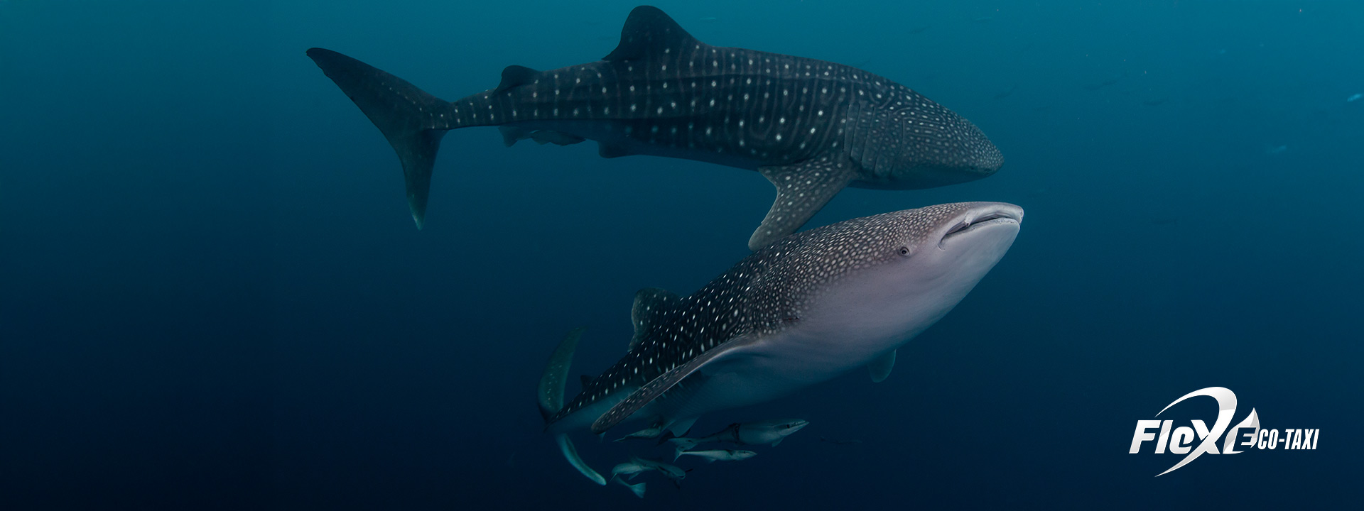 whale shark seen from the surface in the Mexican Caribbean
